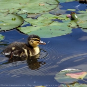 Photo de Canard colvert