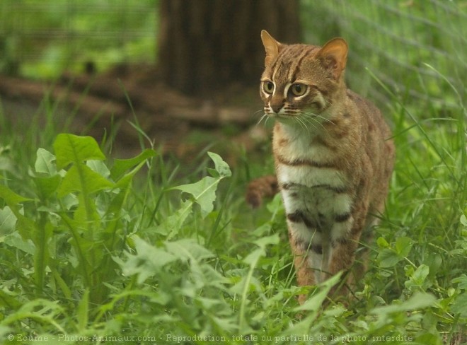 Photo de Chat rubigineux