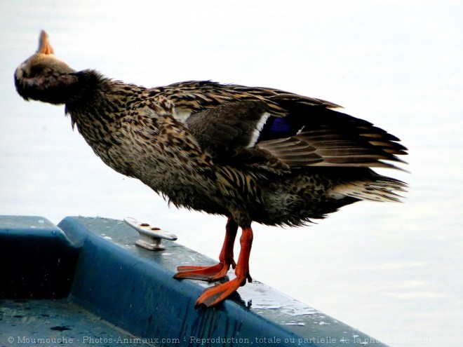 Photo de Canard colvert