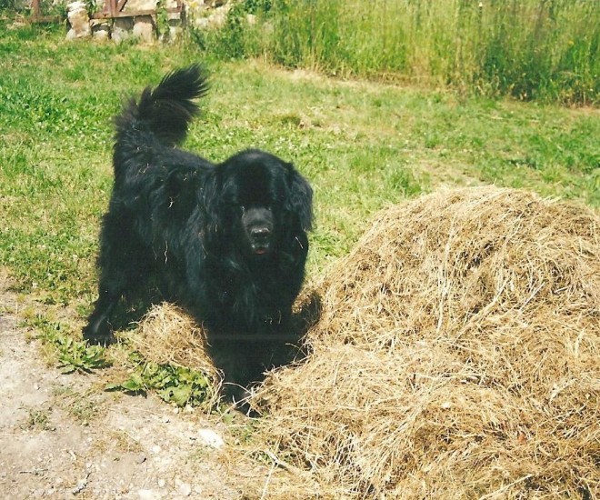 Photo de Chien de terre-neuve