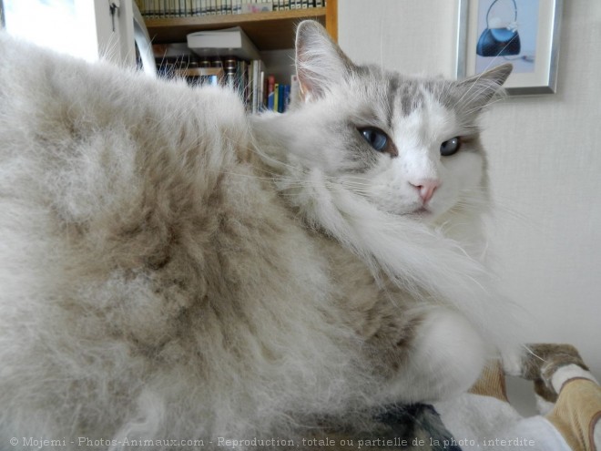 Photo de Ragdoll