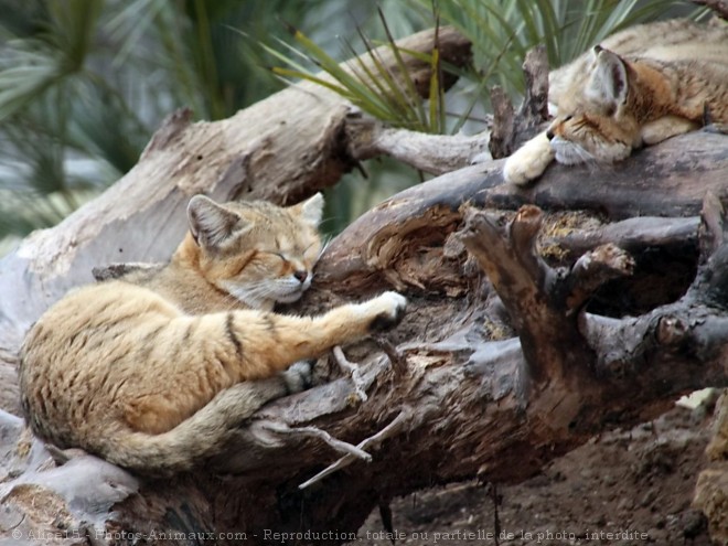 Photo de Chat des sables