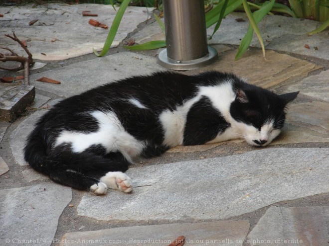 Photo de Chat domestique