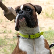 Photo de Boxer