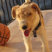 Photo de Fox terrier  poil dur