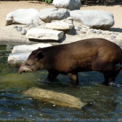 Photo de Tapir