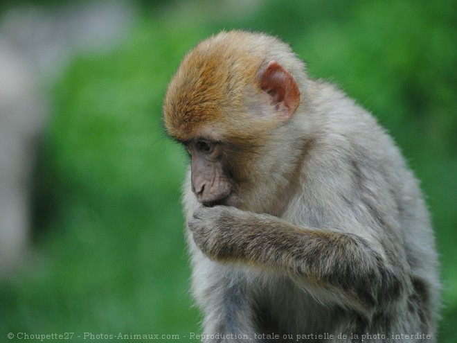 Photo de Singe - magot