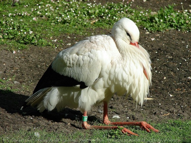 Photo de Cigogne