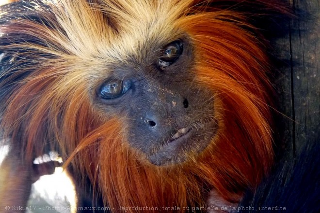 Photo de Singe - tamarin lion dor