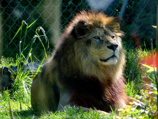 Photo de Lion