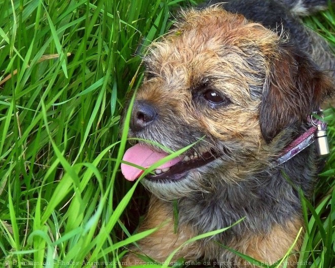 Photo de Border terrier