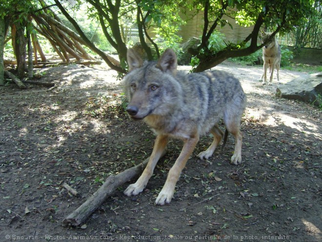 Photo de Loup