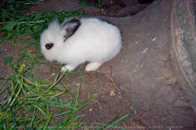 Photo de Lapin