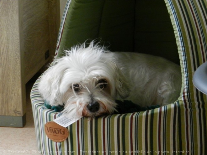 Photo de Coton de tulear