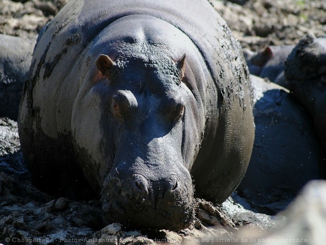 Photo de Hippopotame