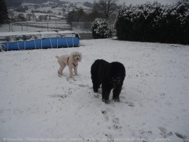 Photo de Races diffrentes