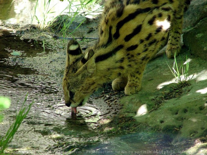 Photo de Serval