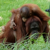 Photo d'Orang-outan