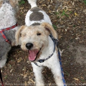 Photo de Fox terrier  poil dur