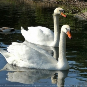 Photo de Cygne