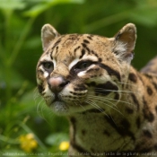 Photo d'Ocelot