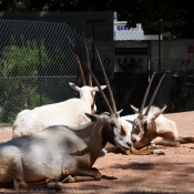 Photo d'Oryx