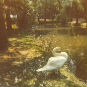 Photo de Cygne