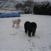 Photo de Races diffrentes