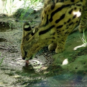 Photo de Serval