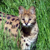 Photo de Serval