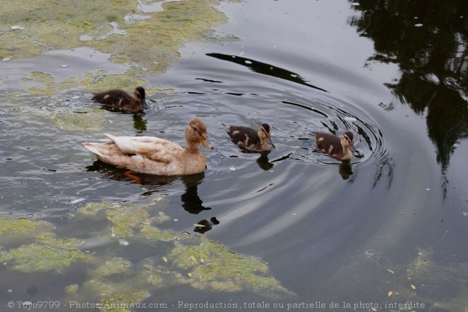 Photo de Canard colvert