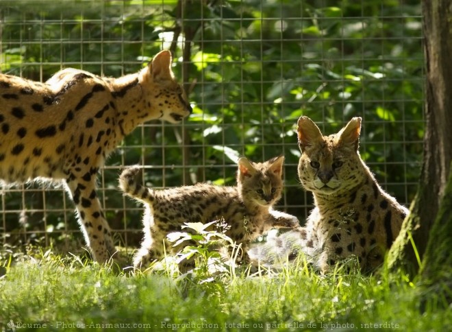 Photo de Serval