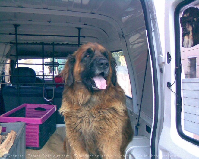 Photo de Leonberg