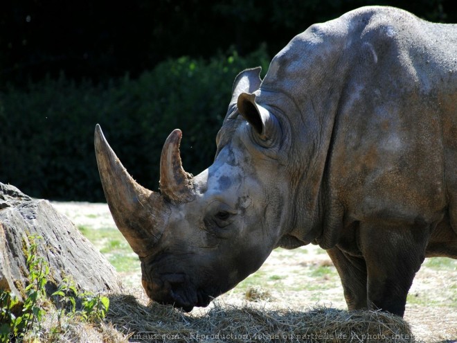 Photo de Rhinocros