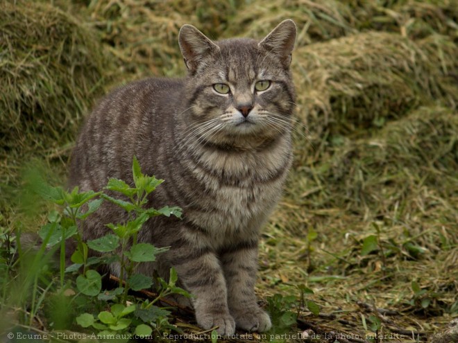 Photo de Chat domestique