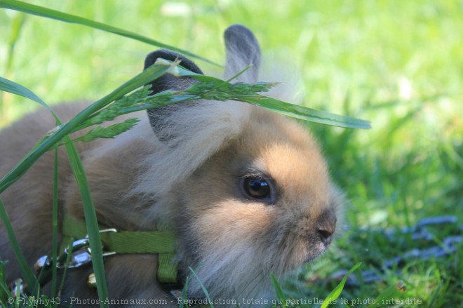 Photo de Lapin