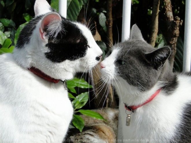 Photo de Chat domestique