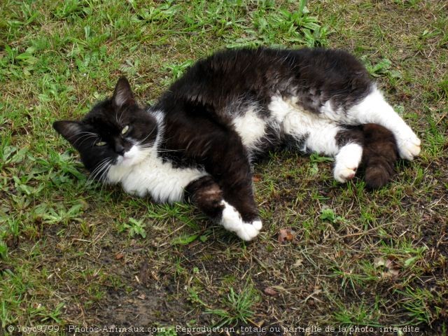 Photo de Chat domestique