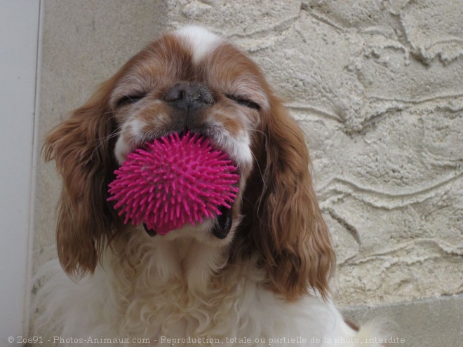 Photo de King charles spaniel