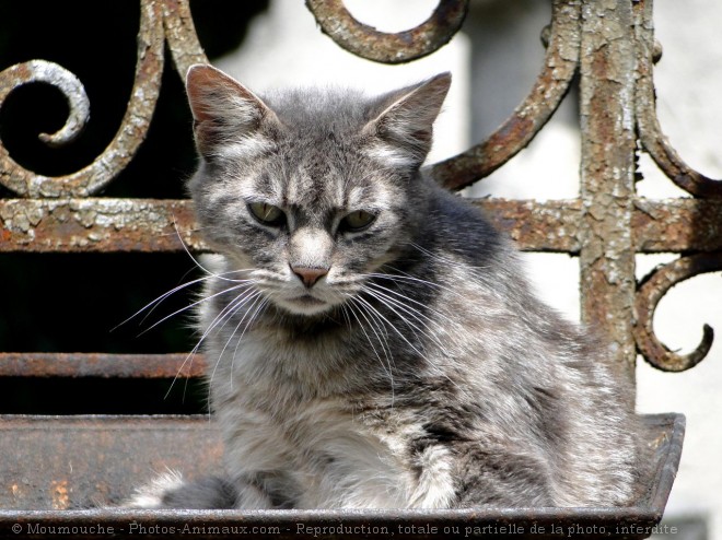 Photo de Chat domestique