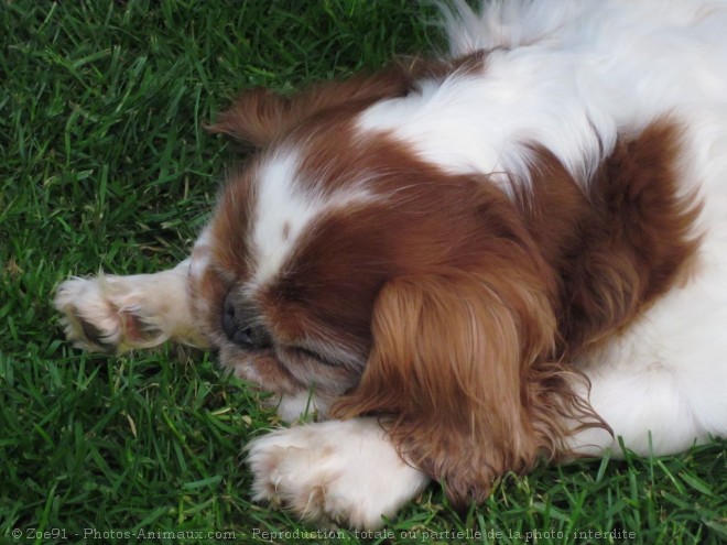 Photo de King charles spaniel