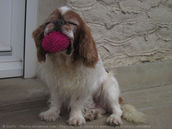 Photo de King charles spaniel