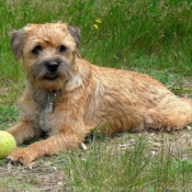 Photo de Border terrier