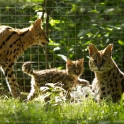 Photo de Serval