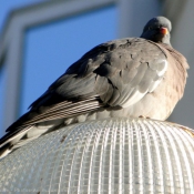 Photo de Pigeon - ramier