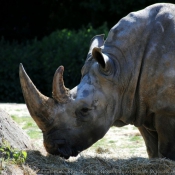 Photo de Rhinocros