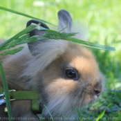 Photo de Lapin