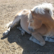 Photo de Haflinger