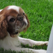 Photo de King charles spaniel