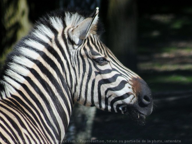 Photo de Zebre